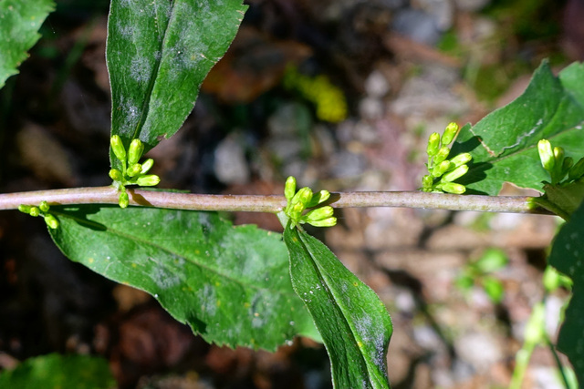 Solidago caesia - stem