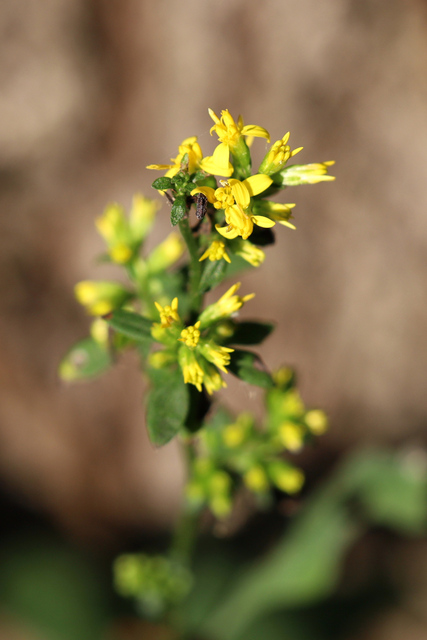Solidago flexicaulis