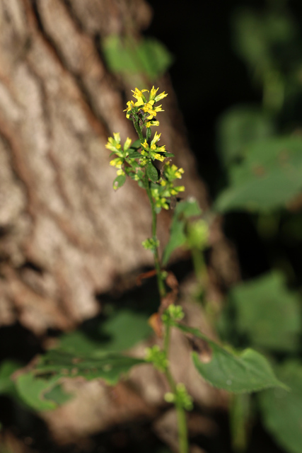 Solidago flexicaulis
