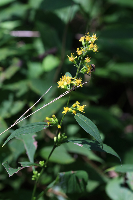 Solidago flexicaulis