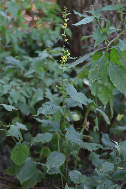 Solidago flexicaulis - plant