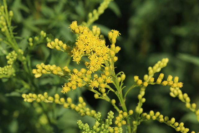 Solidago juncea