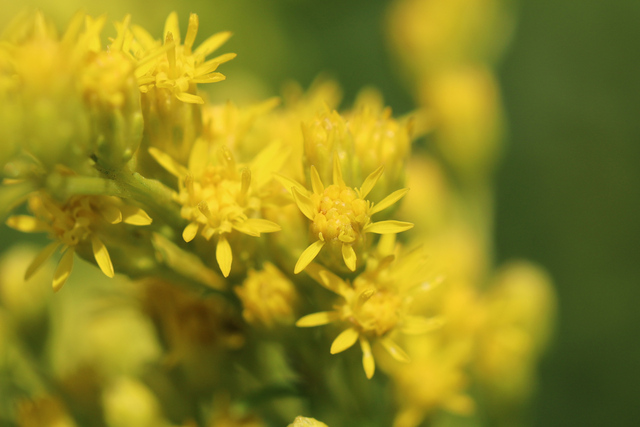Solidago juncea