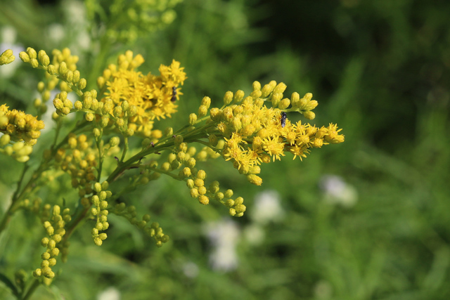 Solidago juncea