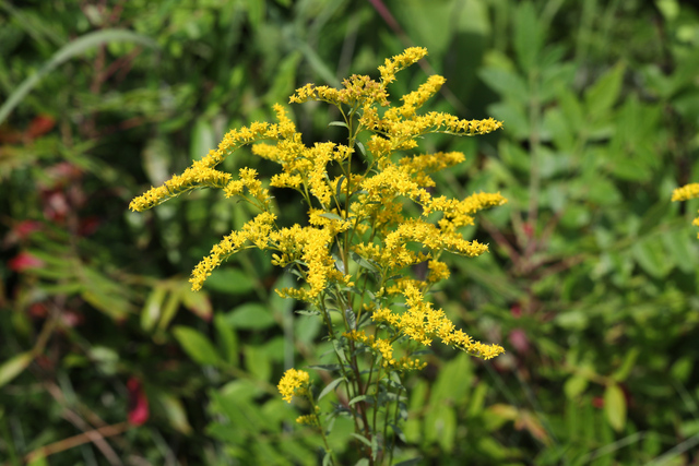 Solidago juncea