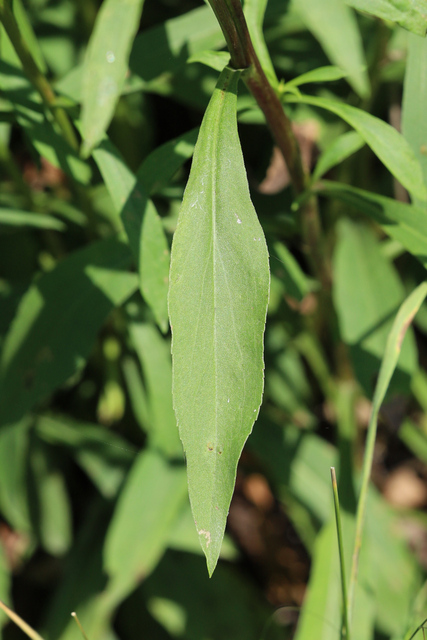 Solidago juncea - leaves