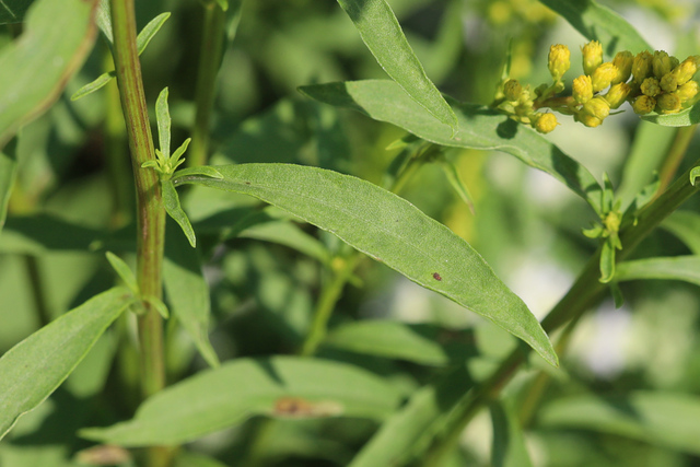 Solidago juncea - leaves