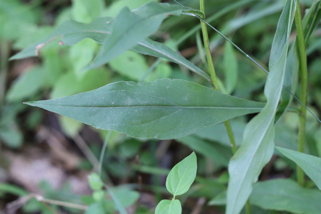 Solidago juncea - leaves