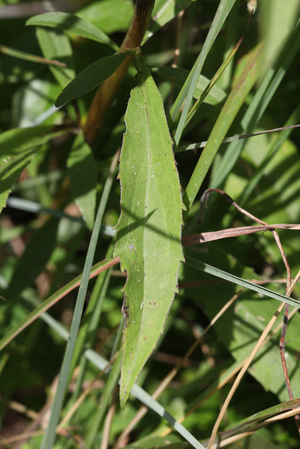 Solidago juncea - lower leaves