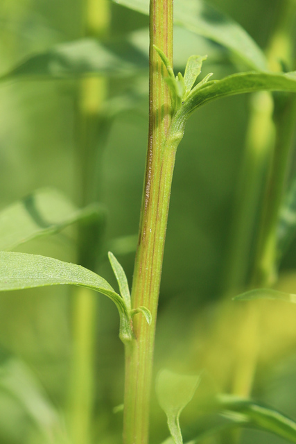 Solidago juncea - stem
