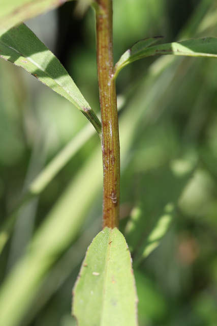 Solidago juncea - stem