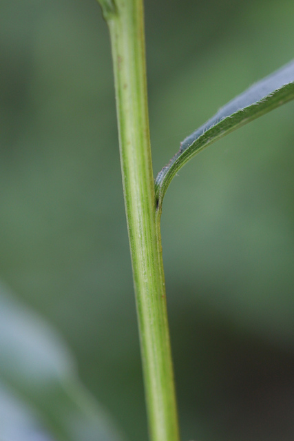 Solidago juncea - stem