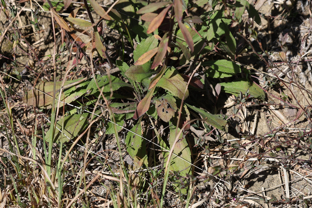 Solidago nemoralis - basal leaves