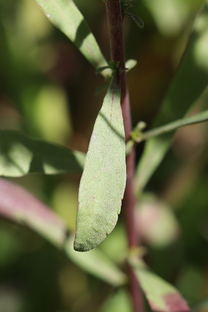 Solidago nemoralis - leaves