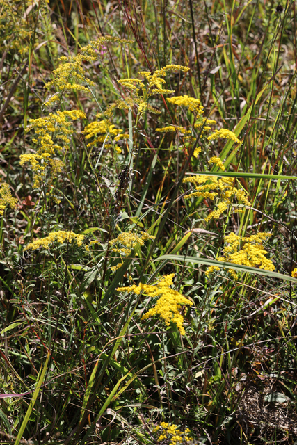 Solidago nemoralis - plants