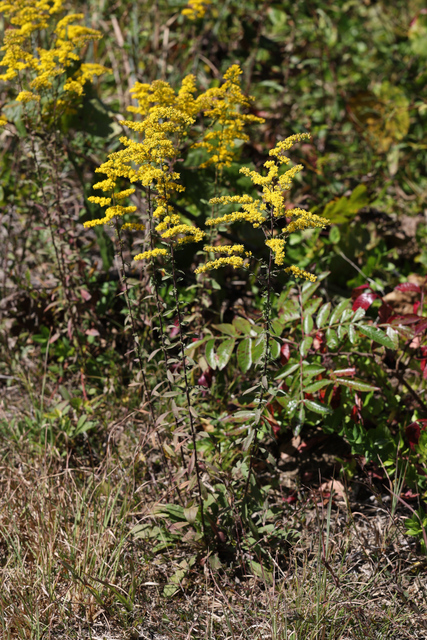 Solidago nemoralis - plants