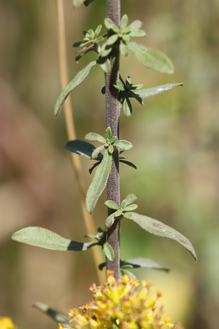 Solidago nemoralis - stem