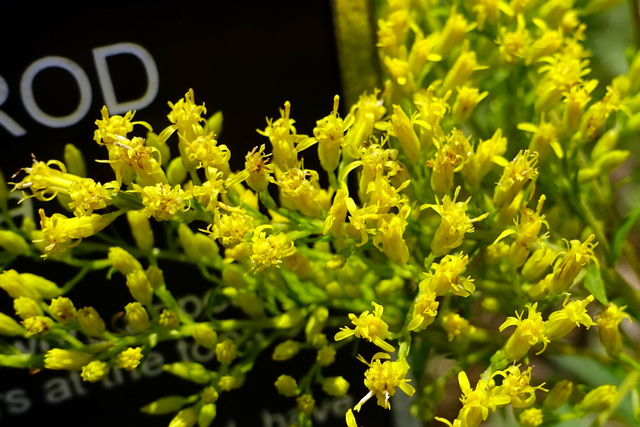Solidago odora