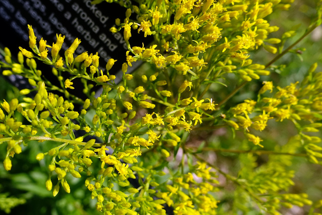 Solidago odora