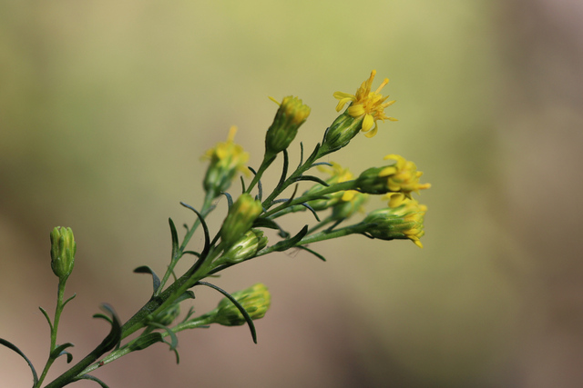 Solidago racemosa