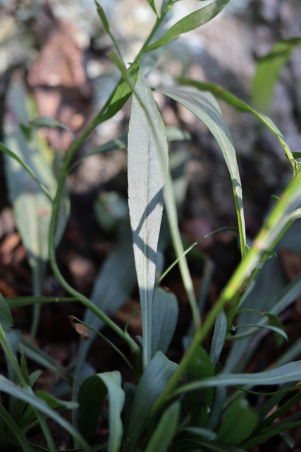 Solidago racemosa - leaves