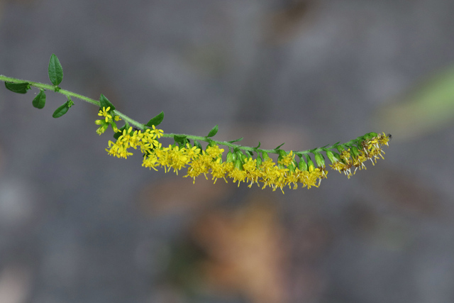 Solidago rugosa