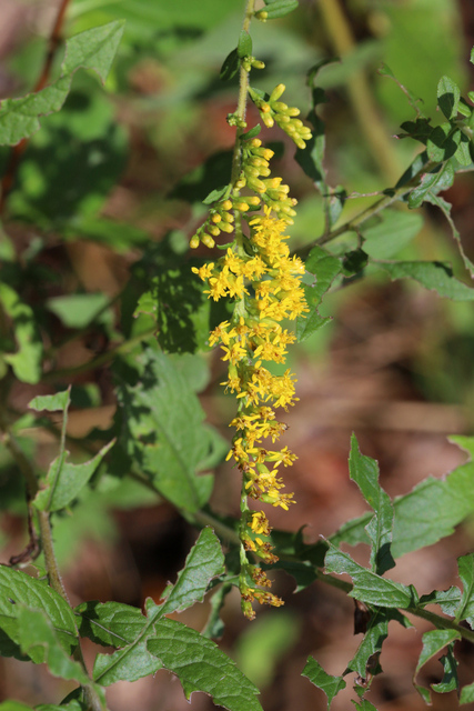 Solidago rugosa