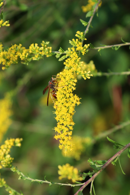 Solidago rugosa