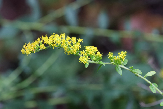 Solidago rugosa