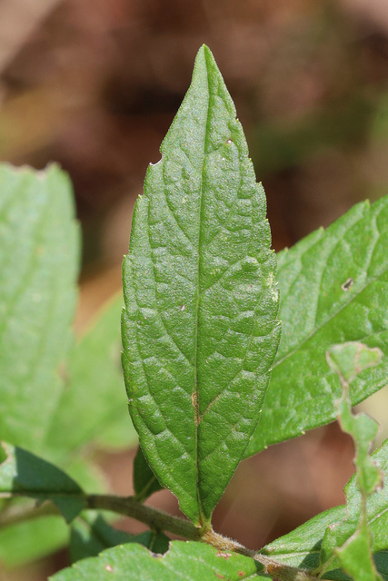 Solidago rugosa - leaves