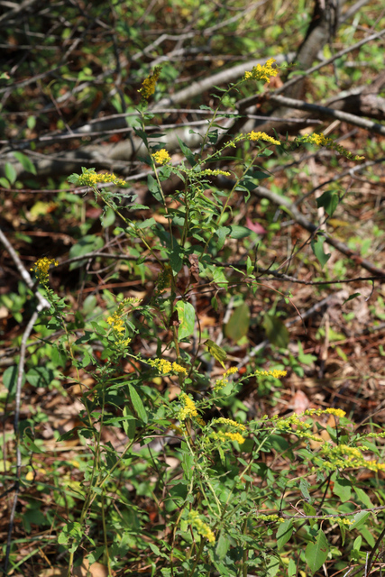 Solidago rugosa - plant