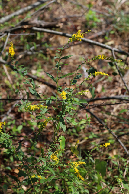 Solidago rugosa - plant