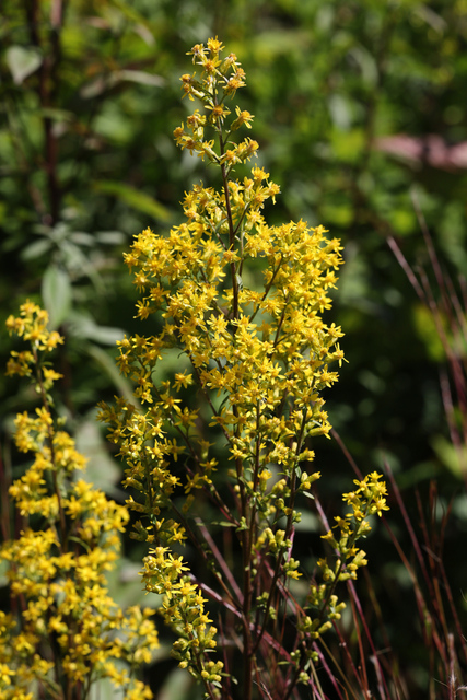 Solidago speciosa