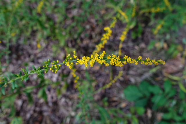 Solidago ulmifolia