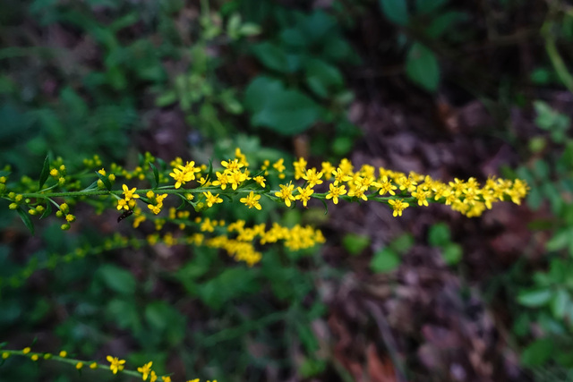 Solidago ulmifolia