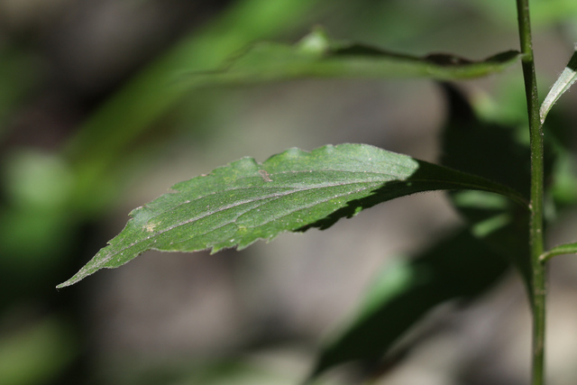 Solidago ulmifolia - leaves