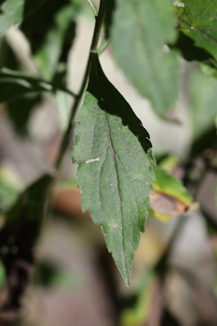 Solidago ulmifolia - leaves