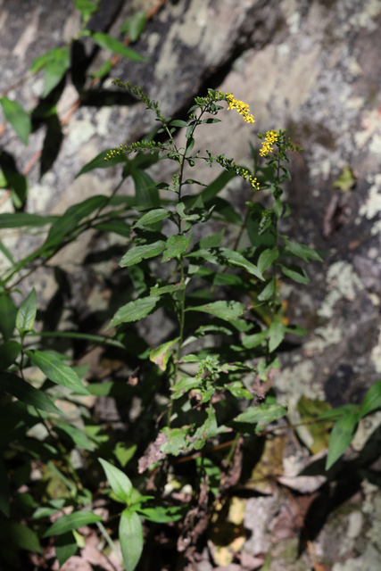 Solidago ulmifolia - plants
