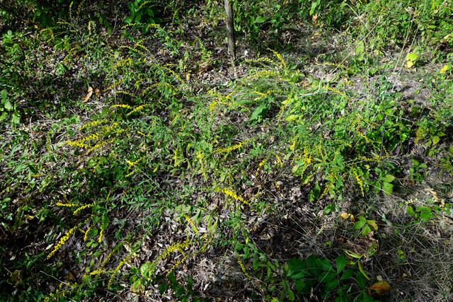 Solidago ulmifolia - plants