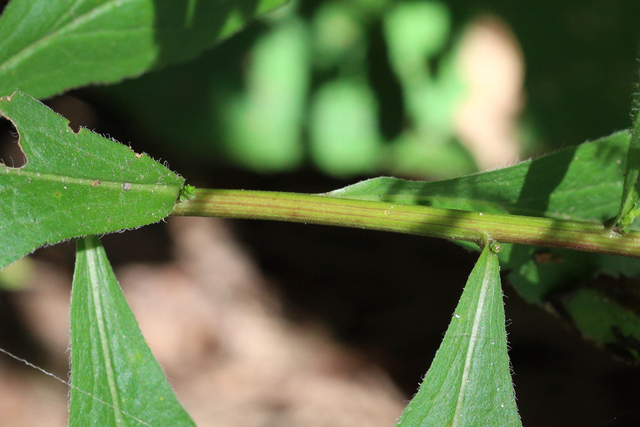 Solidago ulmifolia - stem