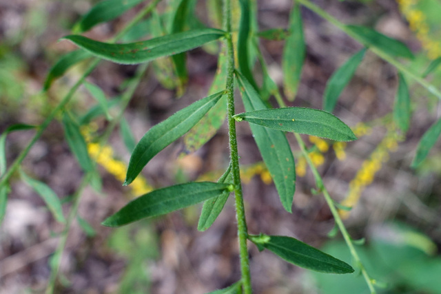 Solidago ulmifolia - upper leaves