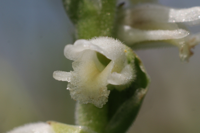 Spiranthes vernalis