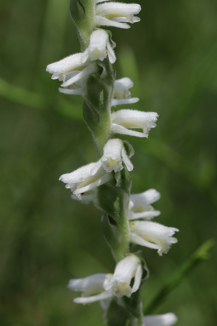 Spiranthes vernalis