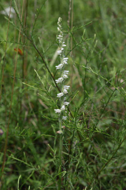 Spiranthes vernalis - plant