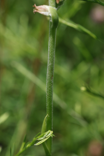 Spiranthes vernalis - stem