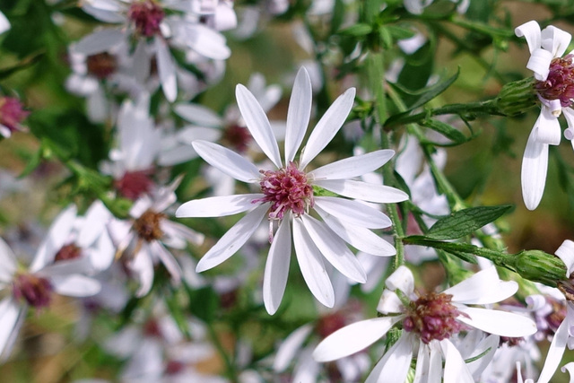 Symphyotrichum cordifolium