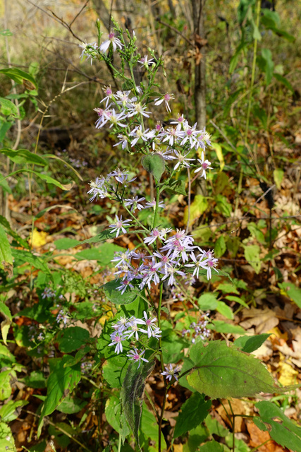 Symphyotrichum cordifolium