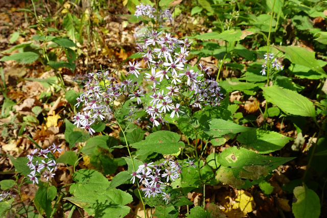 Symphyotrichum cordifolium