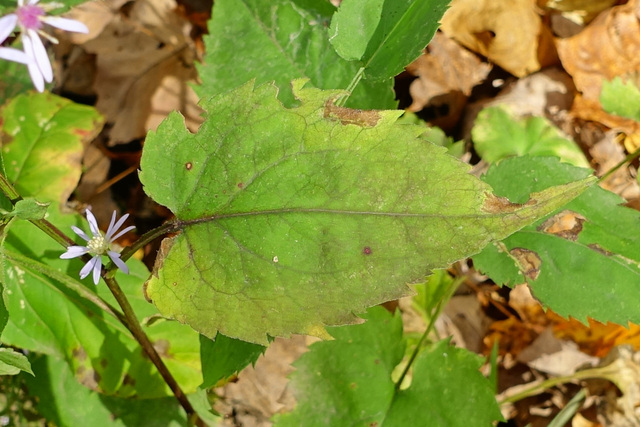 Symphyotrichum cordifolium - leaves