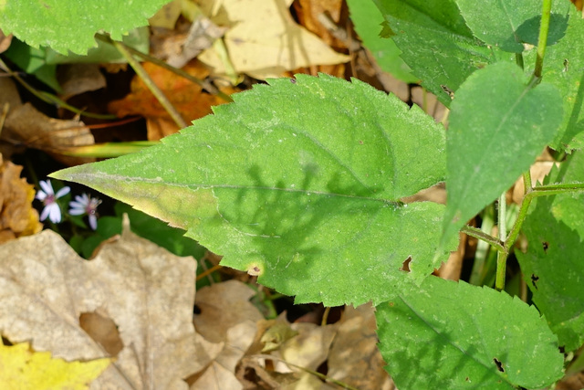 Symphyotrichum cordifolium - leaves